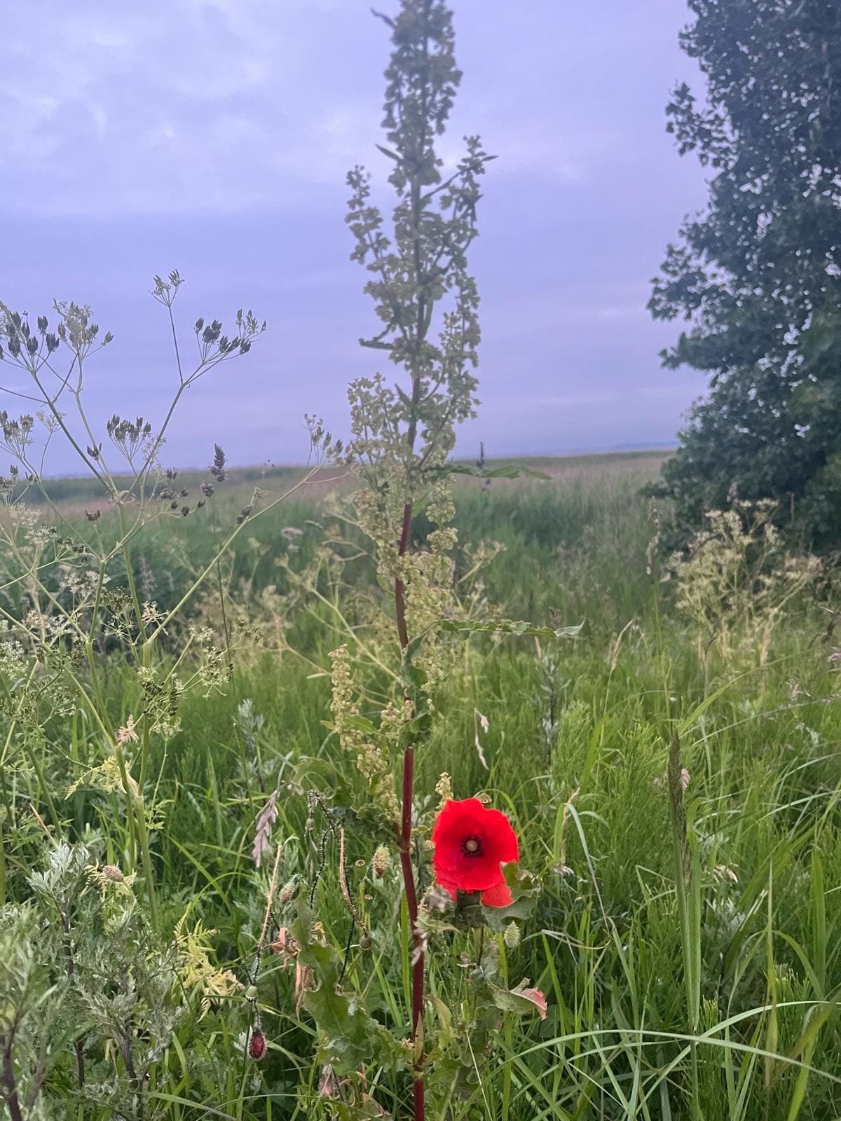 Der Sommer war gekommen